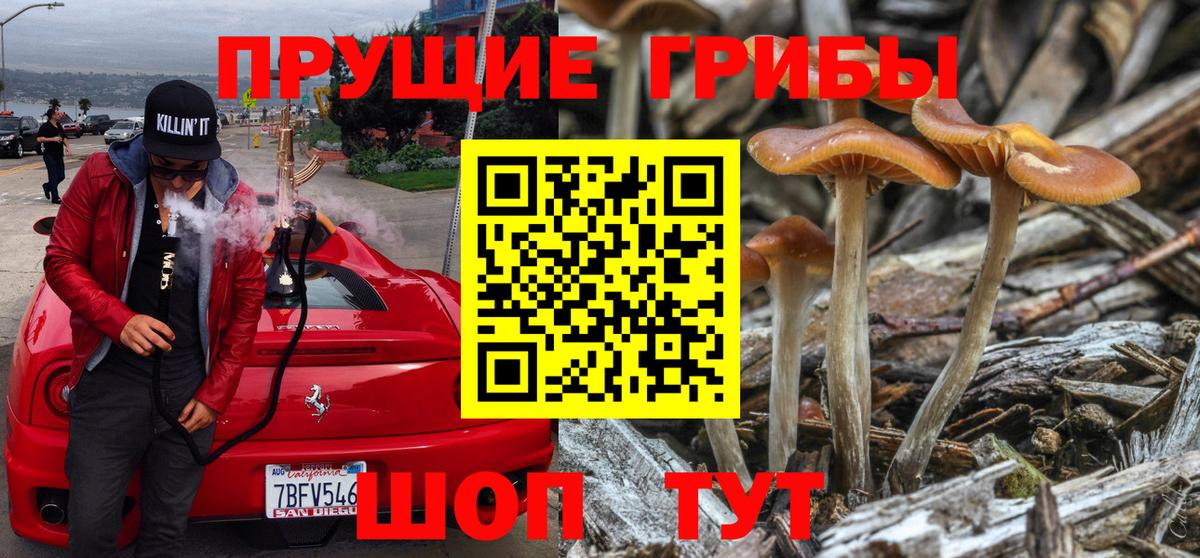 Галлюциногенные грибы Psilocybe Усть-Лабинск